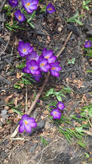 Crocus vernus