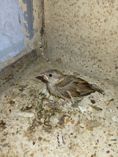 House Sparrow