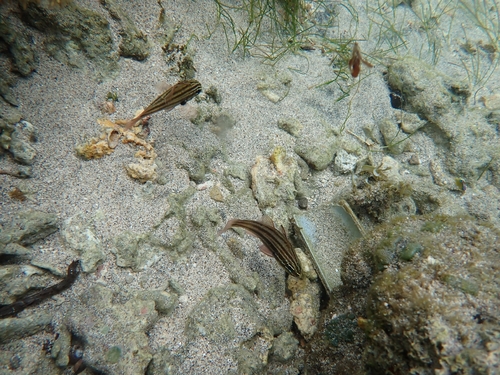 Ostorhinchus taeniophorus