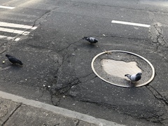 Columba livia domestica