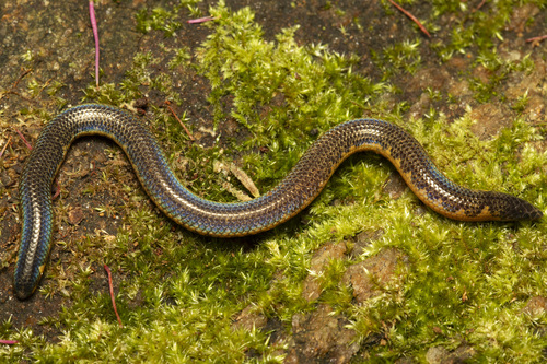 Eranga Viraj’s shieldtail snake