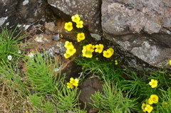 Ranunculus pedatifidus affinis