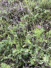 Astragalus leptocarpus