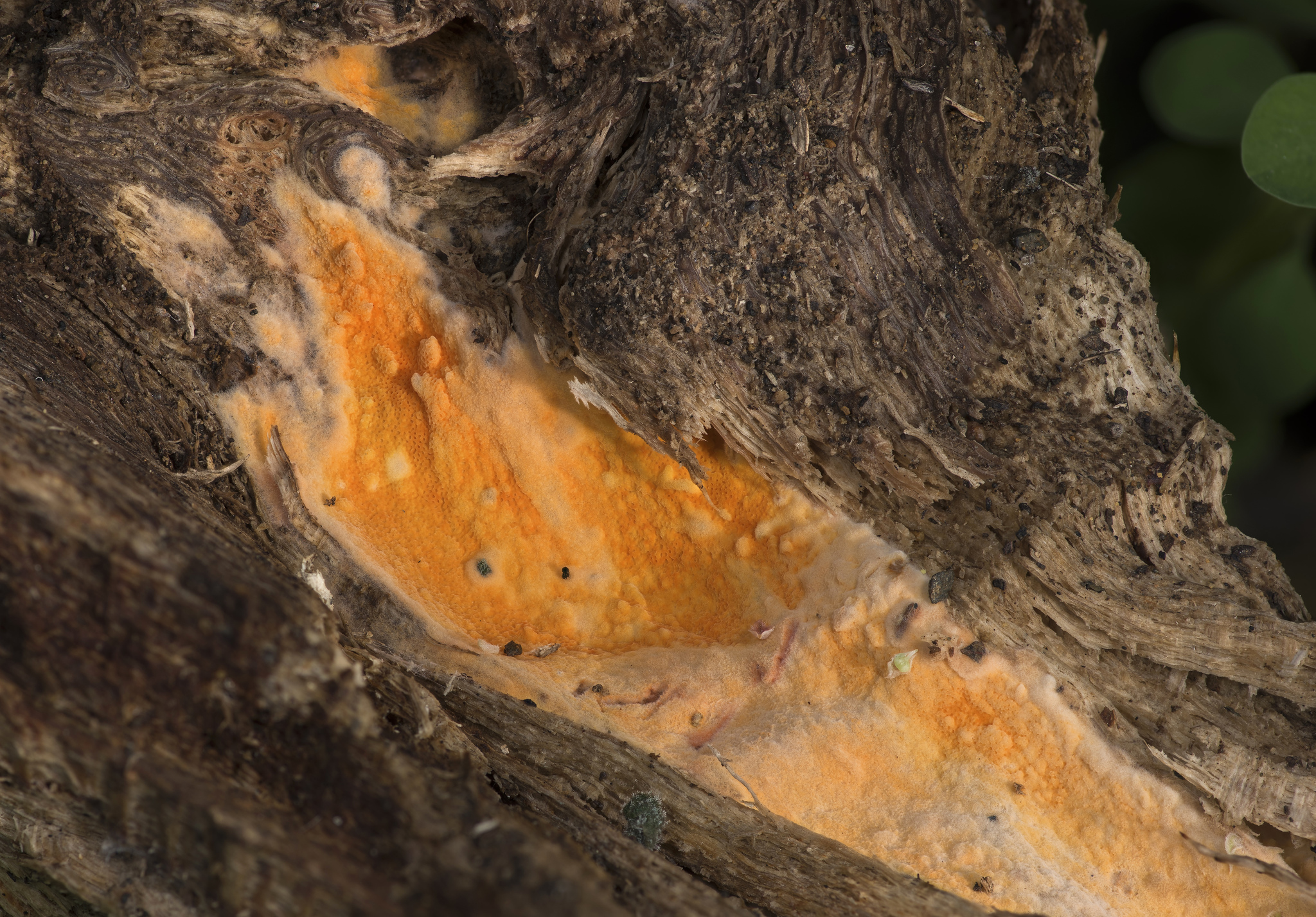 Ceriporia spissa image