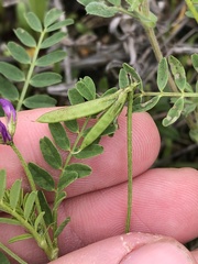 Astragalus leptocarpus