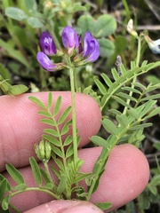 Astragalus leptocarpus