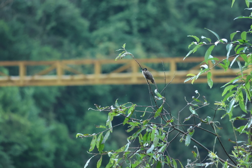 Brown-breasted Bulbul