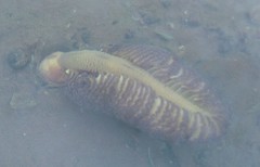 Ptilosarcus undulatus