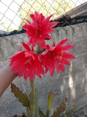 Disocactus ackermannii