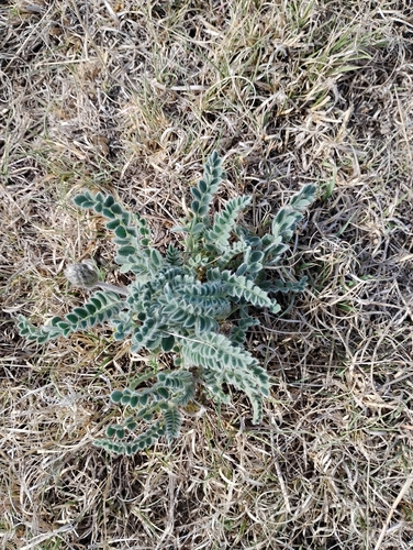 Woolly Locoweed
