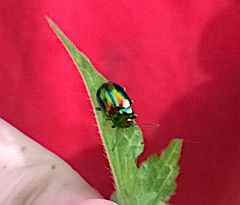 Chrysolina fastuosa