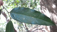 Xanthophyllum