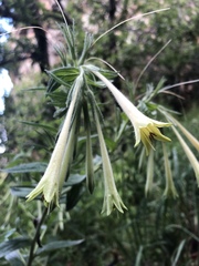 Lithospermum macromeria
