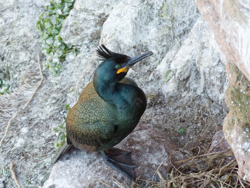 European shag