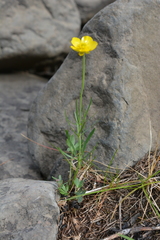 Ranunculus pedatifidus affinis