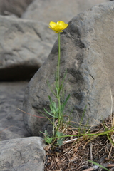 Ranunculus pedatifidus affinis