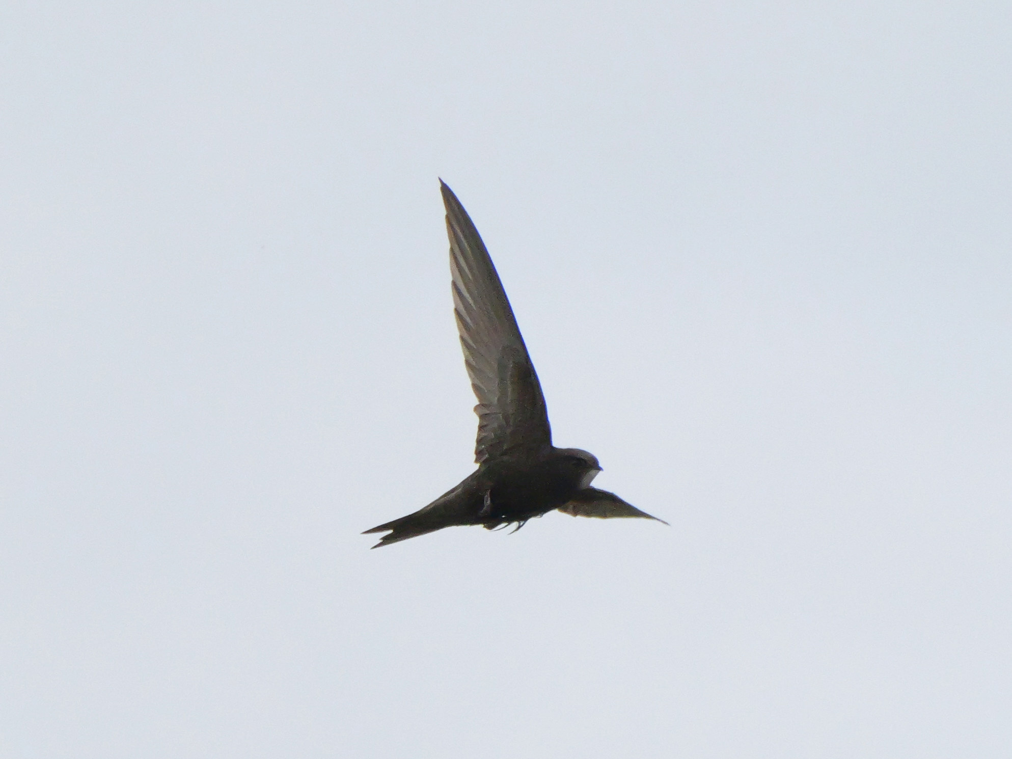 Apus apus (Linnaeus, 1758)