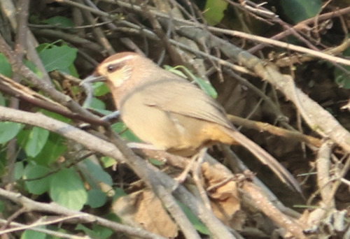 White-browed Laughingthrush