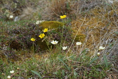 Ranunculus pedatifidus affinis