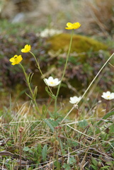 Ranunculus pedatifidus affinis