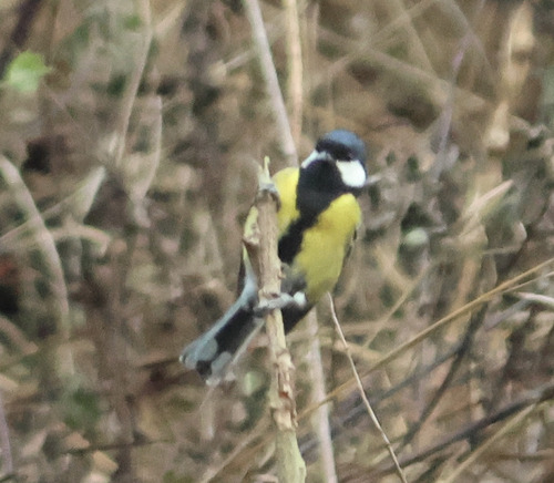 Green-backed Tit