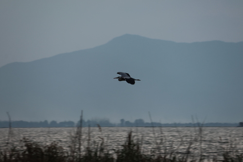 Grey Heron