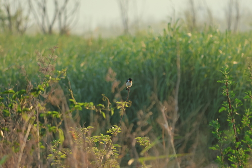 Siberian Stonechat
