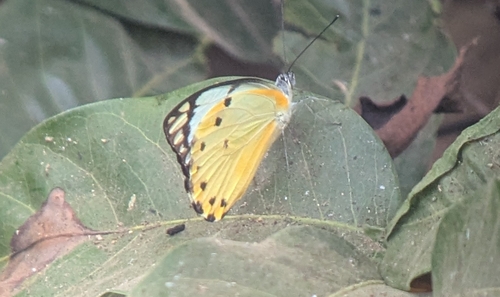 Calypso Caper White