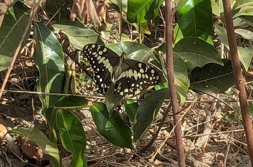 Citrus Swallowtail