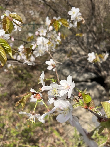 Prunus leveilleana observed 2026-04-13