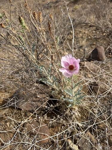 Chisos Mountain Pricklypoppy