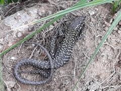 Podarcis muralis nigriventris