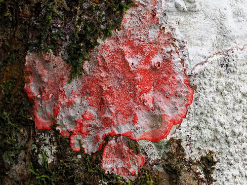 Christmas lichen