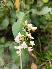 (c) Malaika Mathew Chawla, some rights reserved (CC BY) Derris trifoliata, photograph (c) Malaika Mathew Chawla, some rights reserved (CC BY)