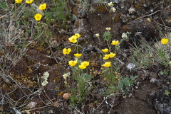 Ranunculus pedatifidus affinis