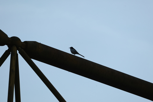 Hodgson's White Wagtail