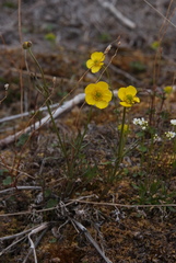 Ranunculus pedatifidus affinis