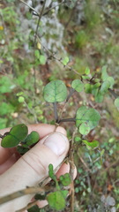Coprosma spathulata spathulata