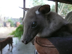 Epomophorus gambianus