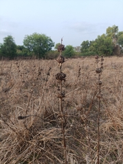 (c) Malaika Mathew Chawla, some rights reserved (CC BY) Hygrophila auriculata, photograph (c) Malaika Mathew Chawla, some rights reserved (CC BY)