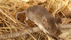 Heteromys irroratus