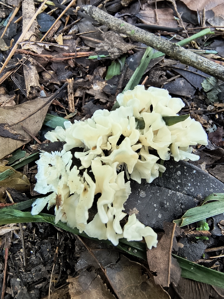 Irpex rosettiformis · April 2026 · photo: © lelacappelli (iNaturalist, cc0)