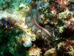 Pseudobiceros gratus