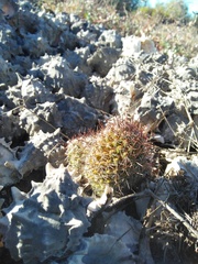 Mammillaria sheldonii