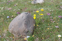 Ranunculus pedatifidus affinis