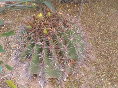 Ferocactus herrerae