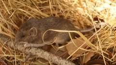 Heteromys irroratus
