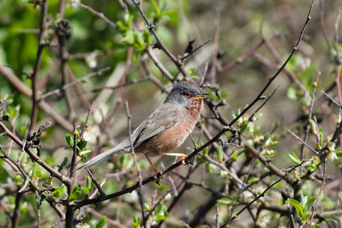 Curruca rabilarga (Curruca undata)
