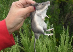 Heteromys irroratus