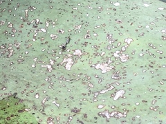 Dilophus tibialis breviceps